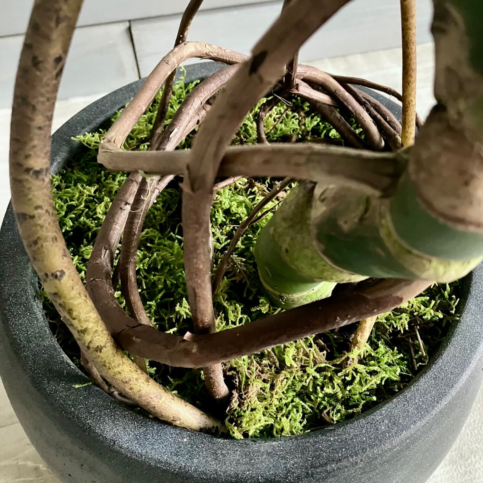 大型 根上がり モンステラ デリシオーサ 10号 テラコッタ鉢植え