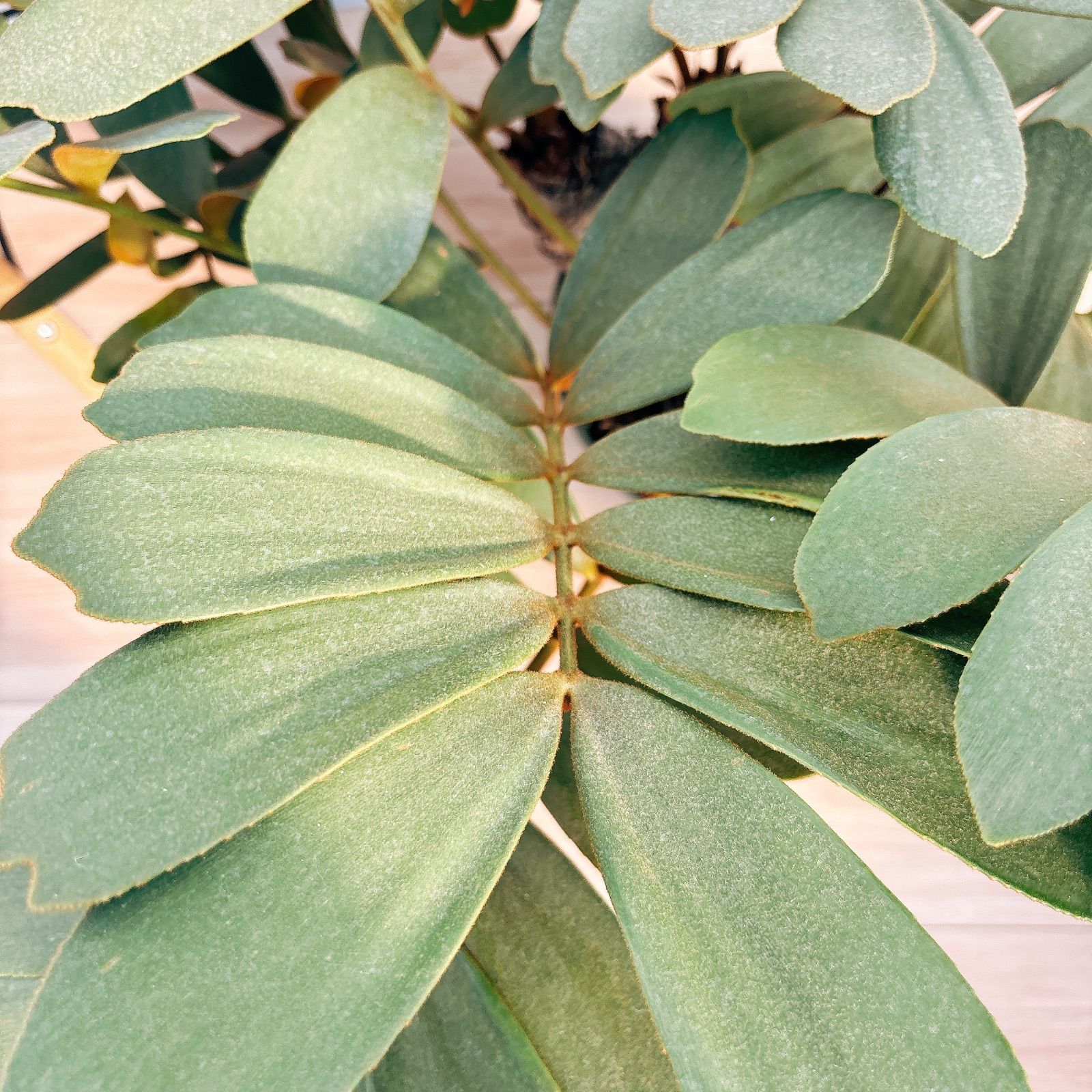 現品］N2 ザミア メキシコソテツ 観葉植物 大型 室内