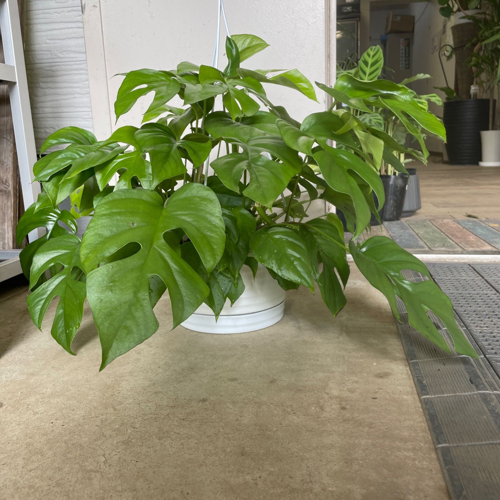 モンステラ 吊り下げ　お洒落　ハンキング　　ヒメモンステラ　観葉植物のある暮らし 吊るして楽しむ、ヒメモンステラの麻玉ハンギング（手作り・観葉