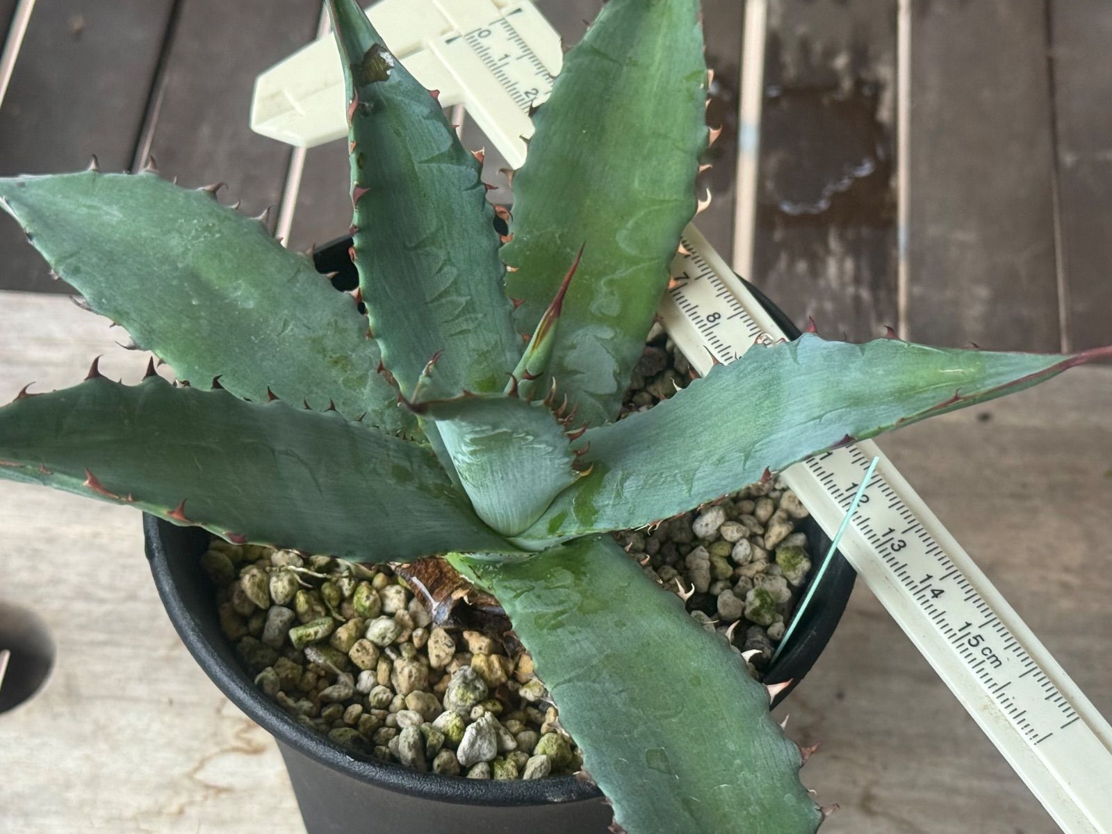 子株 アガベ ハイブリッド キシロナカンサ × ポタトラム agave キシポタ アガベ ハイブリッド キシロナカンサ✖️ポタトラムOSP産 - メルカリ