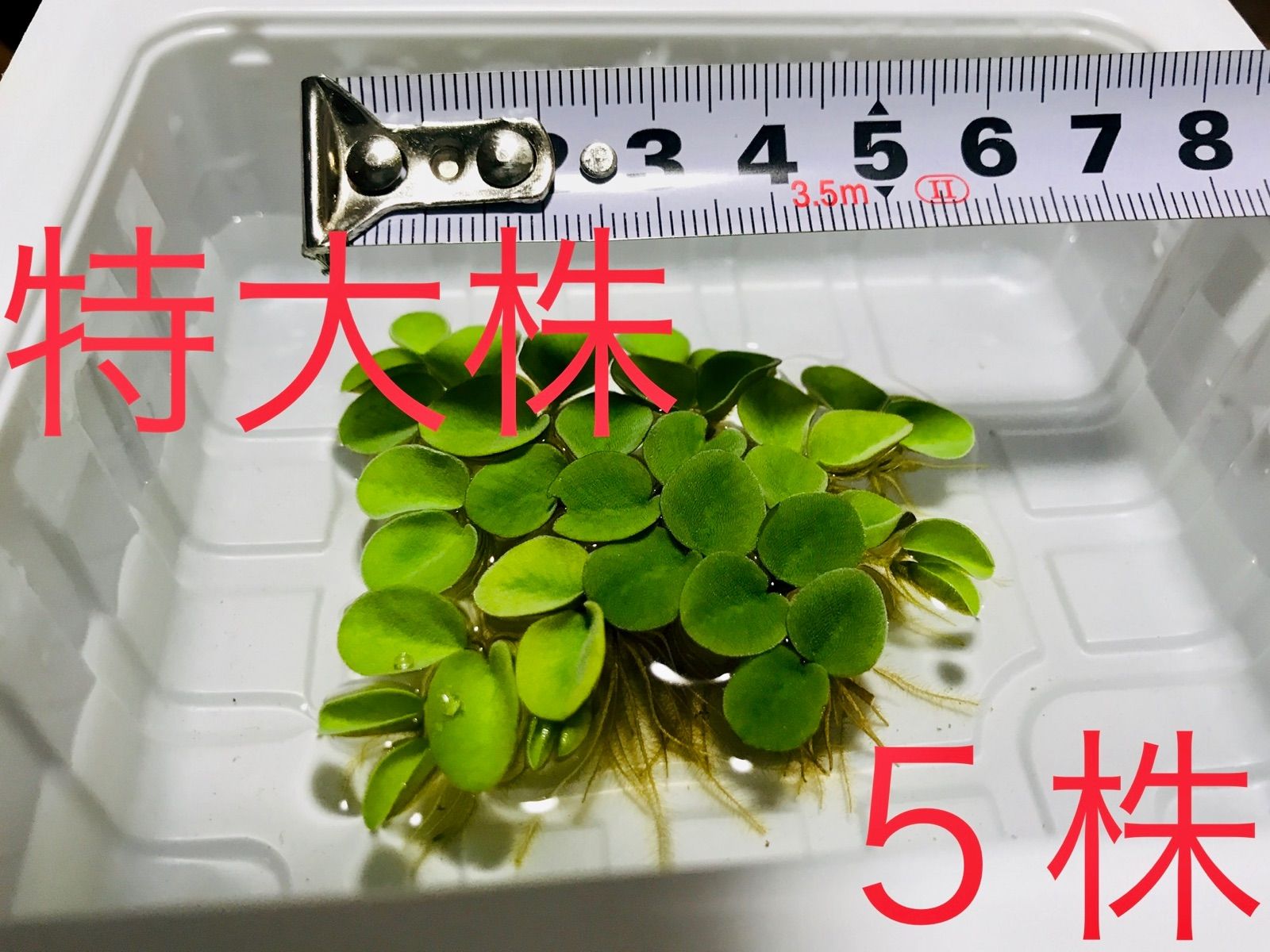 メルカリshops 5株 セール サルビニア ククラータ 浮草 水草 ビオトープ メダカ 無農薬