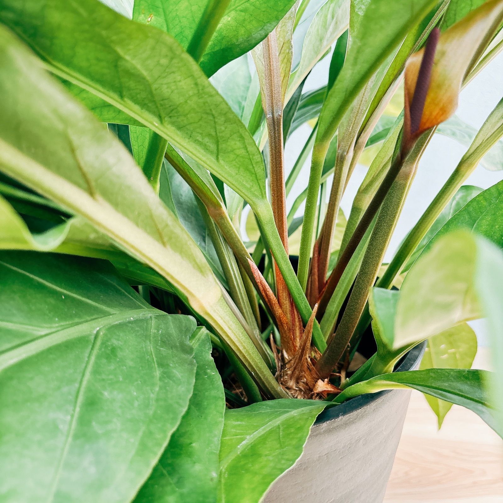 アンスリウムジャングルブッシュ ピンク斑入り レア