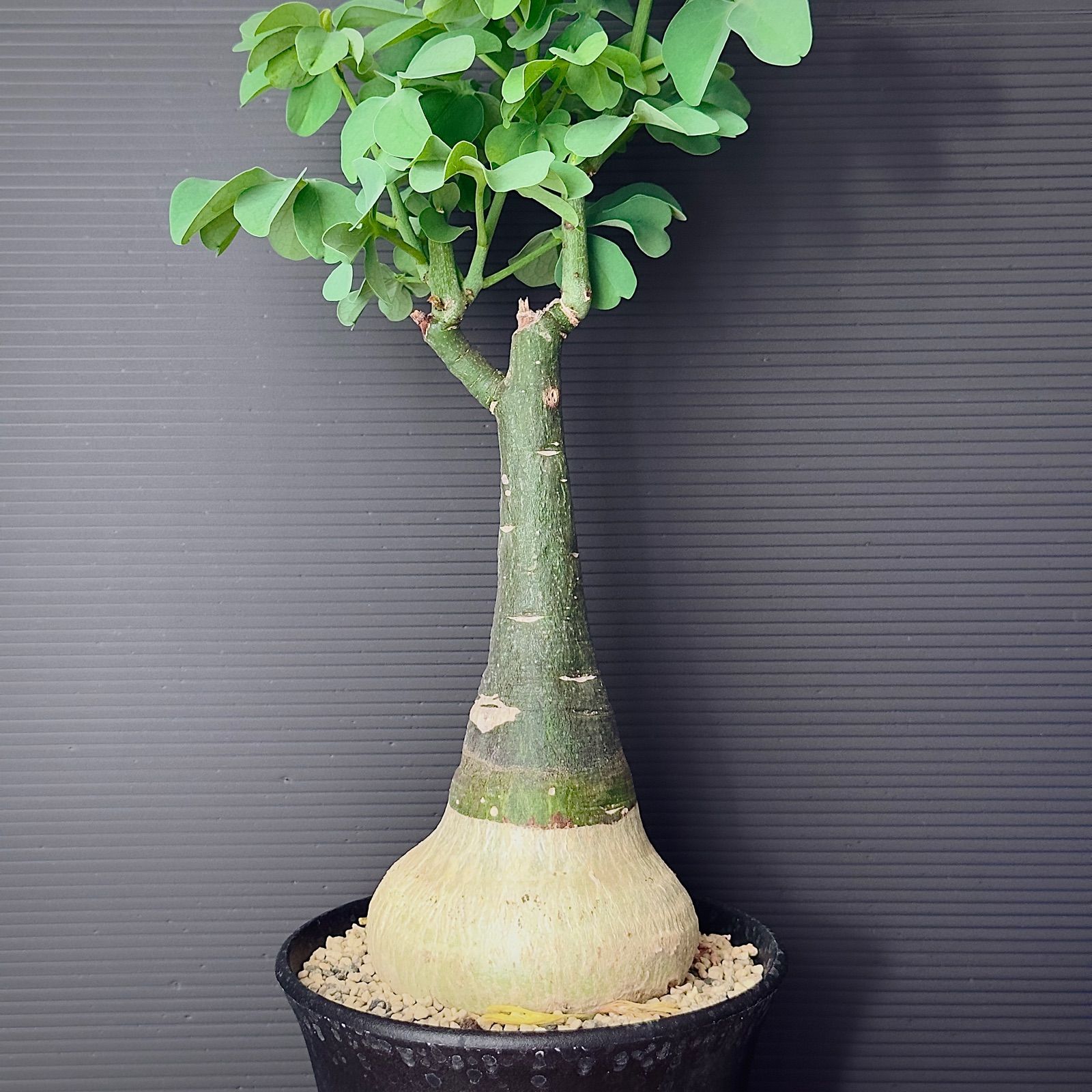 アデニアグラウカ （楽天市場】コーデックス 塊根植物 アデニア