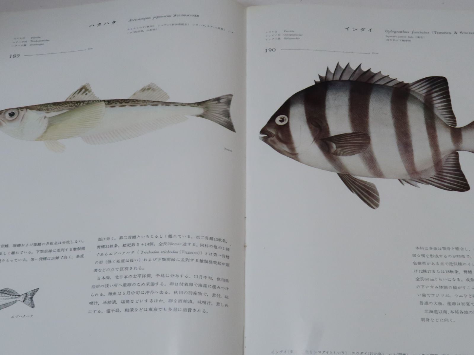 日本産魚類大図鑑/40年かかって完成した決定版/定価29000円