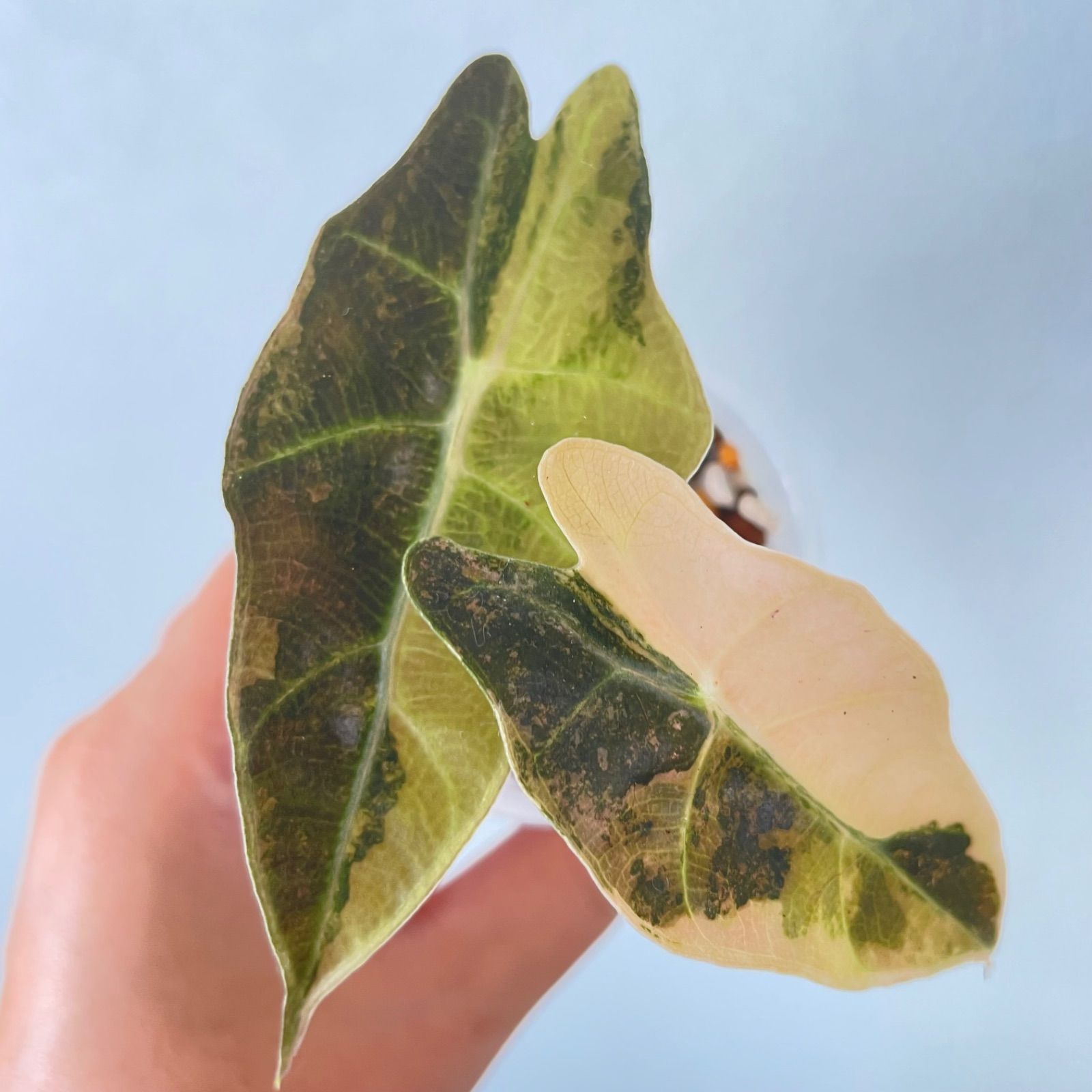 アロカシア サンデリアナ ブル オー 斑入りAlocasia bull sanderiana aurea var.