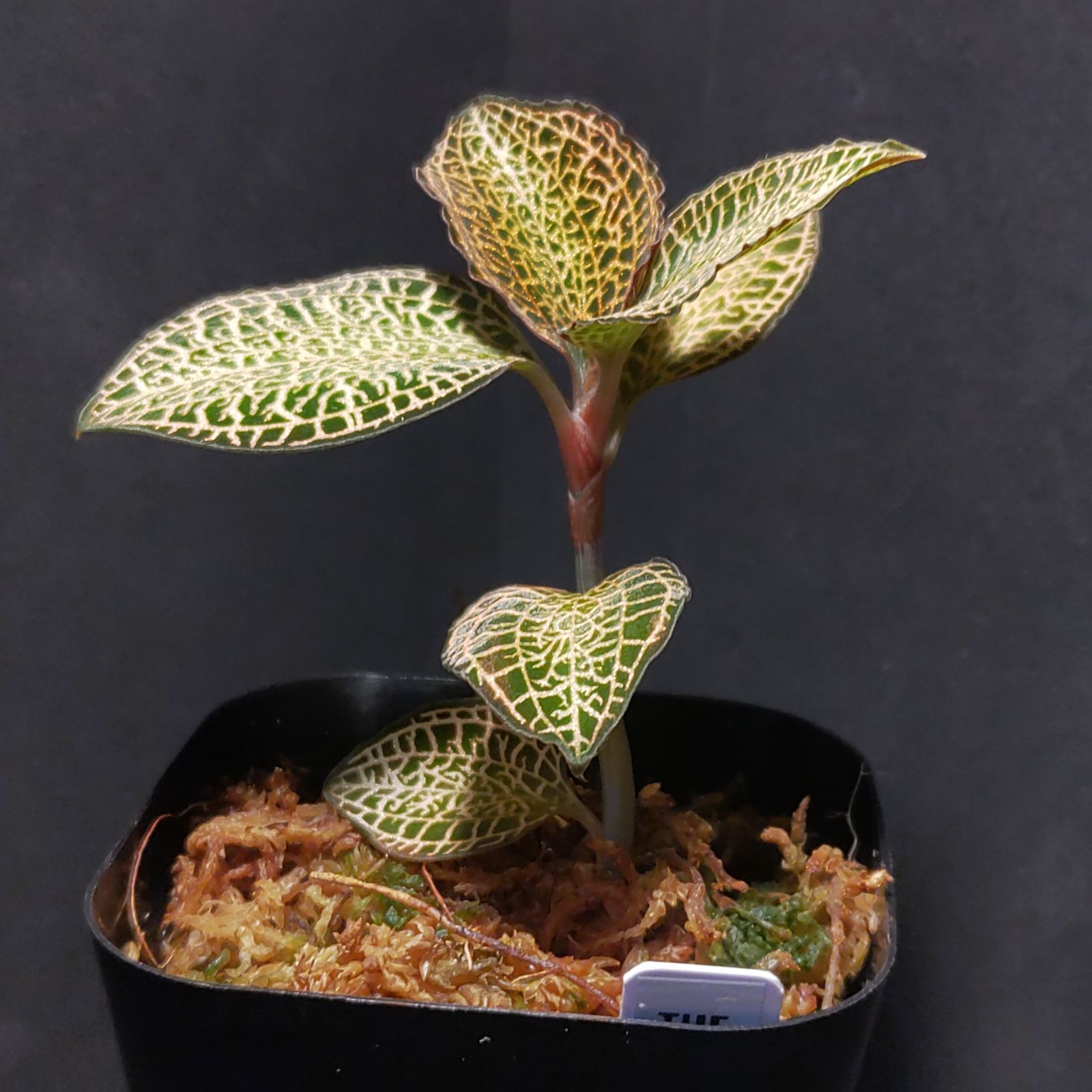 アネクトキルス・ロクスバーギー・ゴールドベインタイプ ジュエル