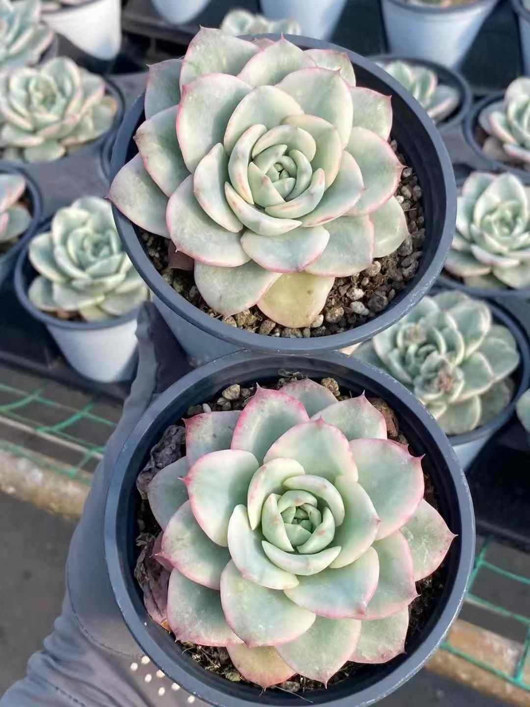 2025，爆買い 18株 MY108 多肉植物 エケベリア アトランティス