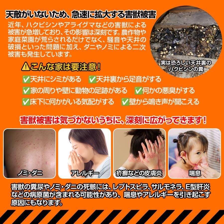 天井裏