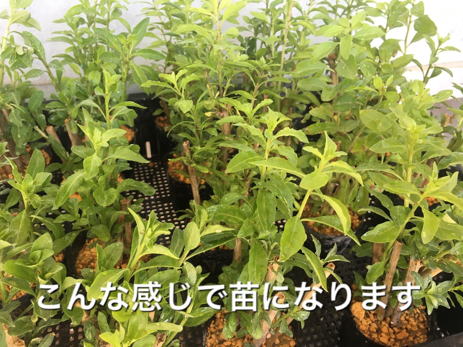 ⭐️枸杞の挿し穂5本⭐️クコの実⭐️くこ苗 漢方 山菜 野草 生薬 - 木苺の苗専門店 木苺屋さん - メルカリ