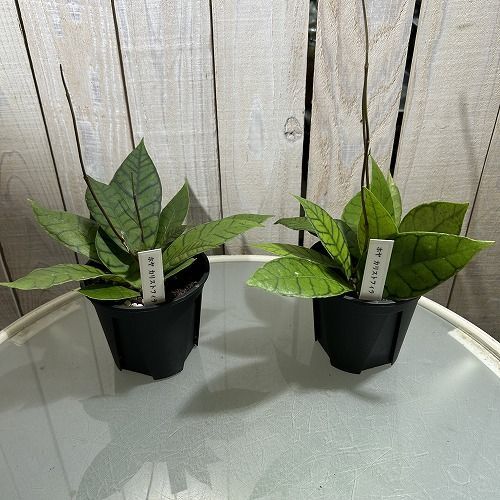 観葉植物 ホヤ(サクララン) カリストフィラ 3.5号硬質スリット鉢(個体