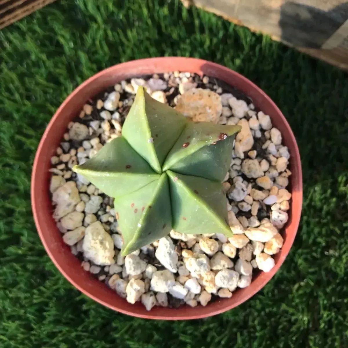 多肉植物 サボテン 碧瑠璃鸞鳳玉 (ヘキルリランポーギョク) ヘキラン