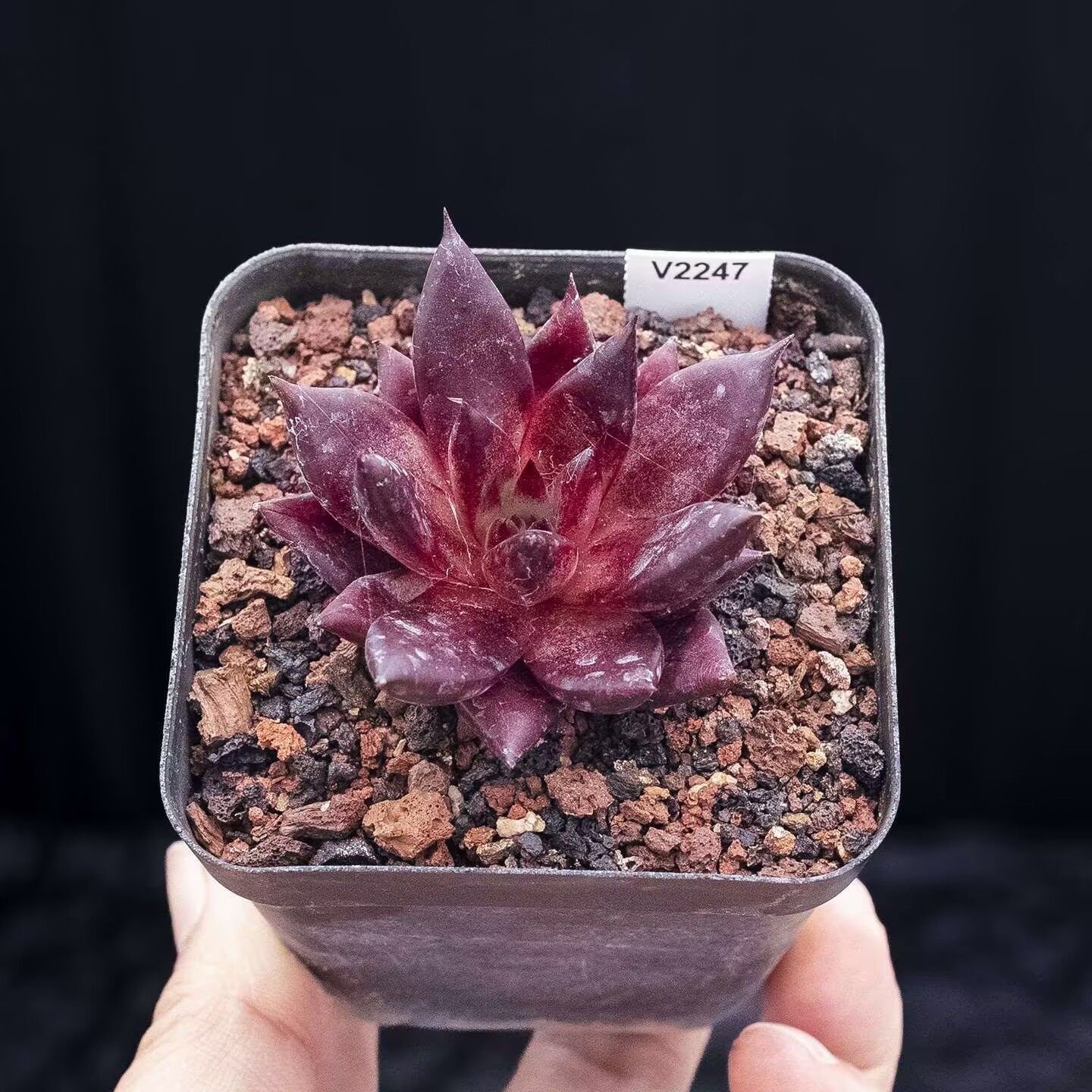 多肉植物 ブロードロメオ 韓国苗 【公式通販】