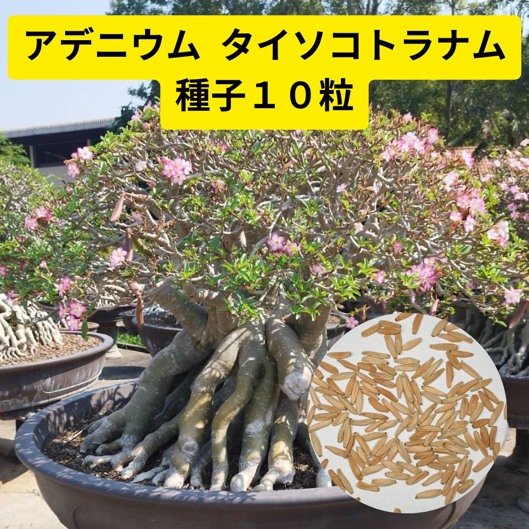 アデニウム☆タイソコトラナム☆タコ足☆コーデックスプランツ☆塊根植物☆砂漠のバラ - 植物/観葉植物