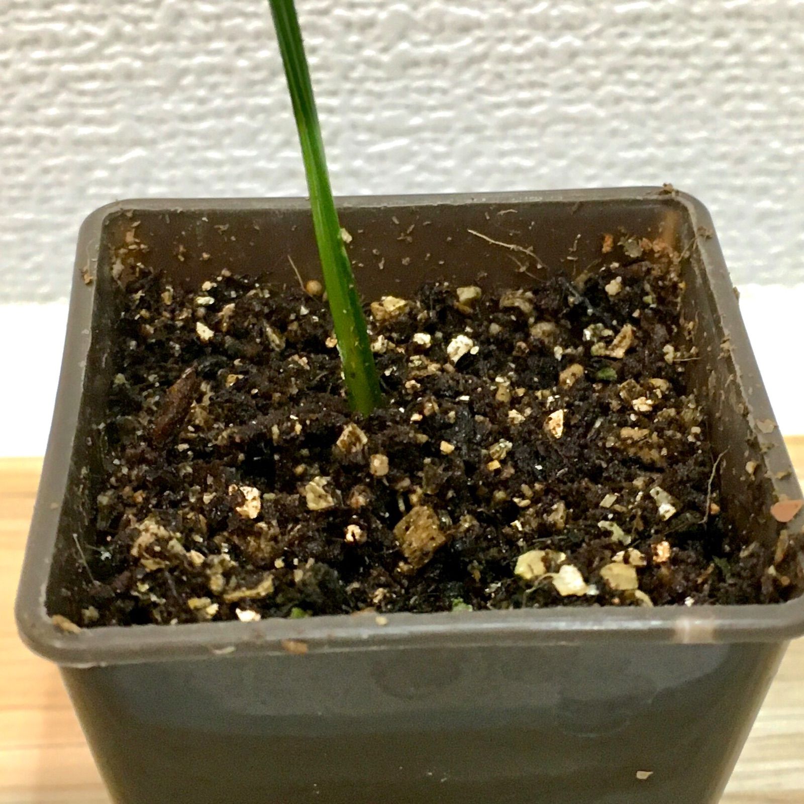実生株】 クサントロエア グラウカ ブラックボーイ グラスツリー