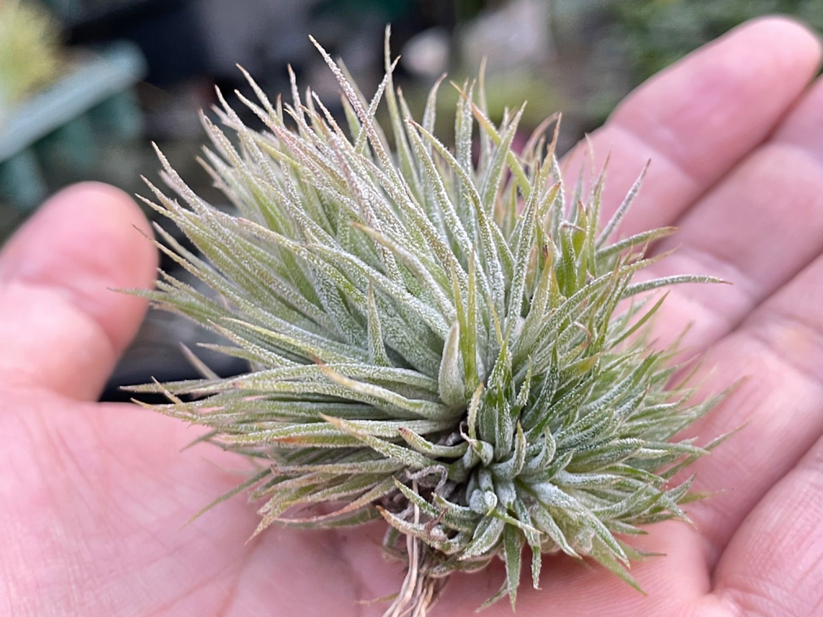 ティランジア イオナンタ モンストローズ ionantha Monstrose