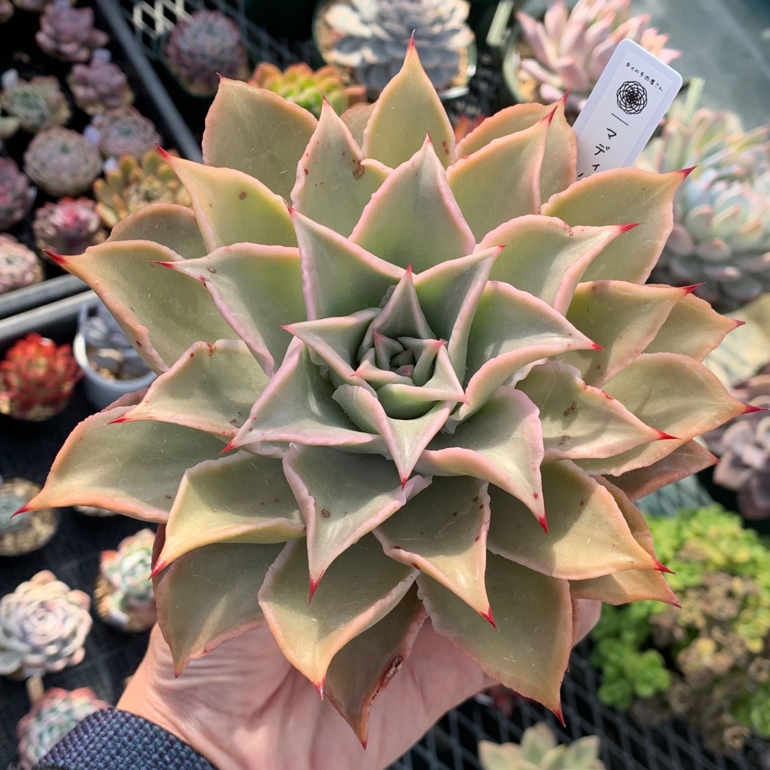 超大苗・極美苗♡】立派♡根付き！マディバ 抜き苗（多肉植物・韓国苗 