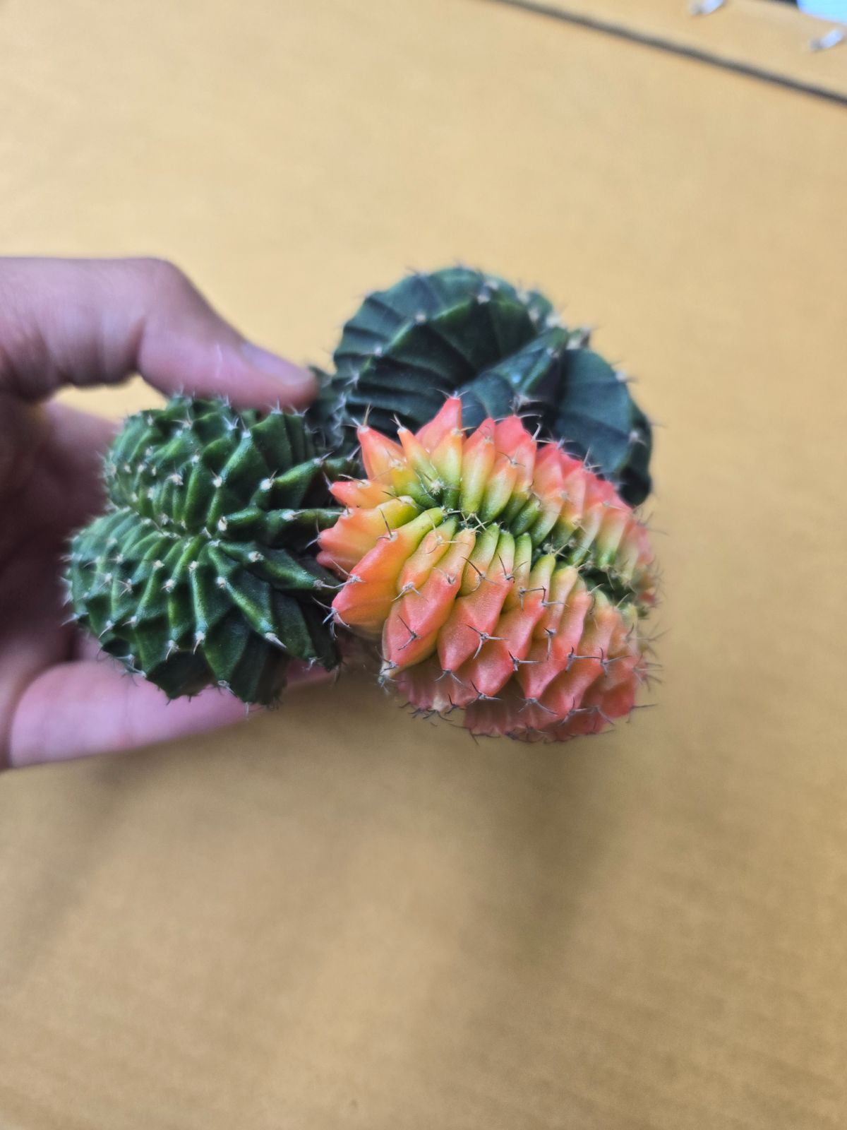 ギムノカリキウム 緋牡丹錦 群生綴化 1点もの