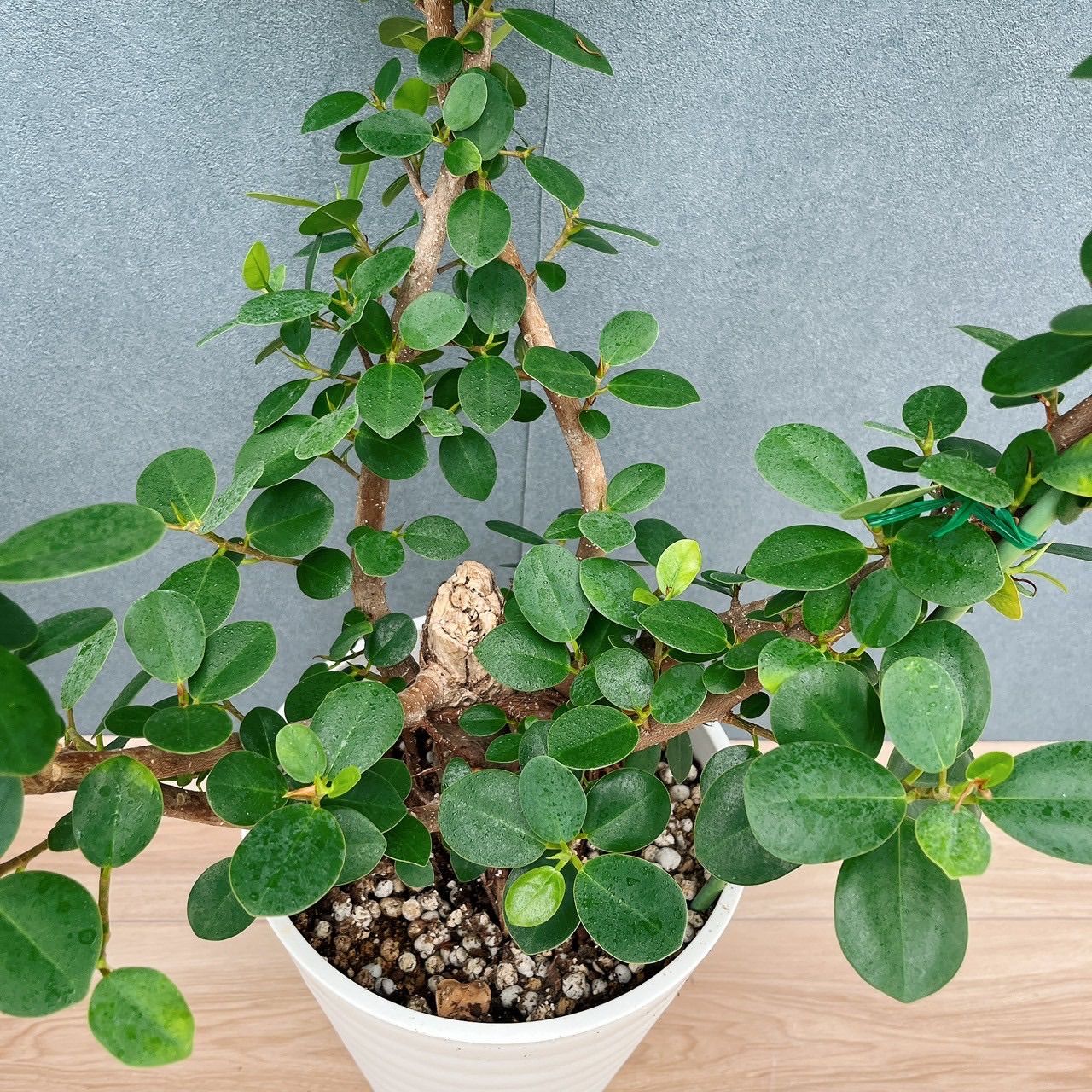 現品］【希少】A2 パンダガジュマル 8号 観葉植物 室内 レア ゴムの木