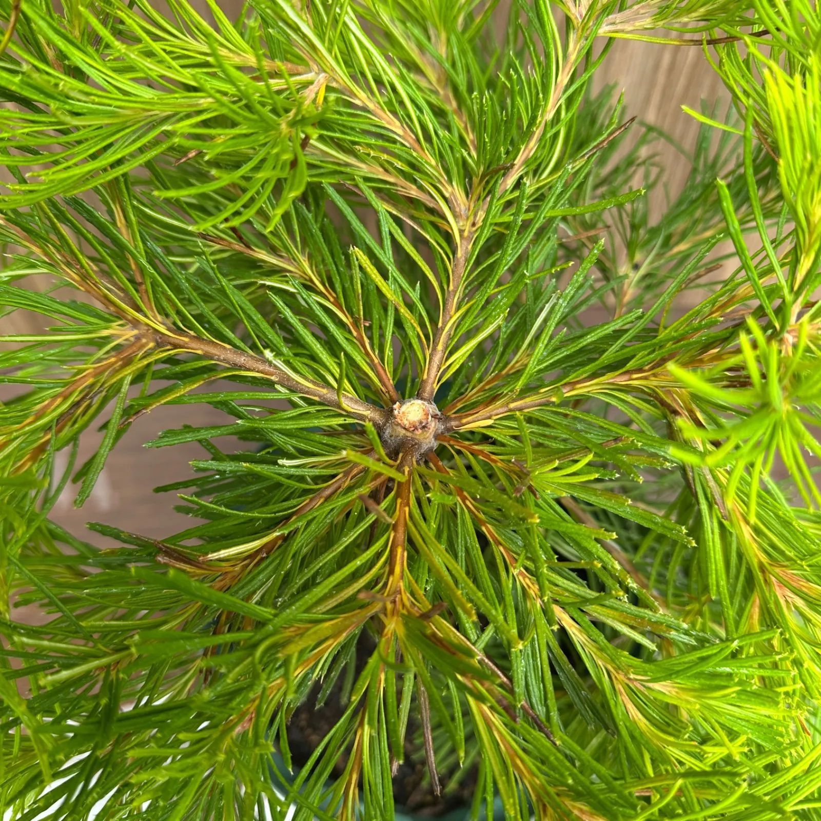 オージープランツ