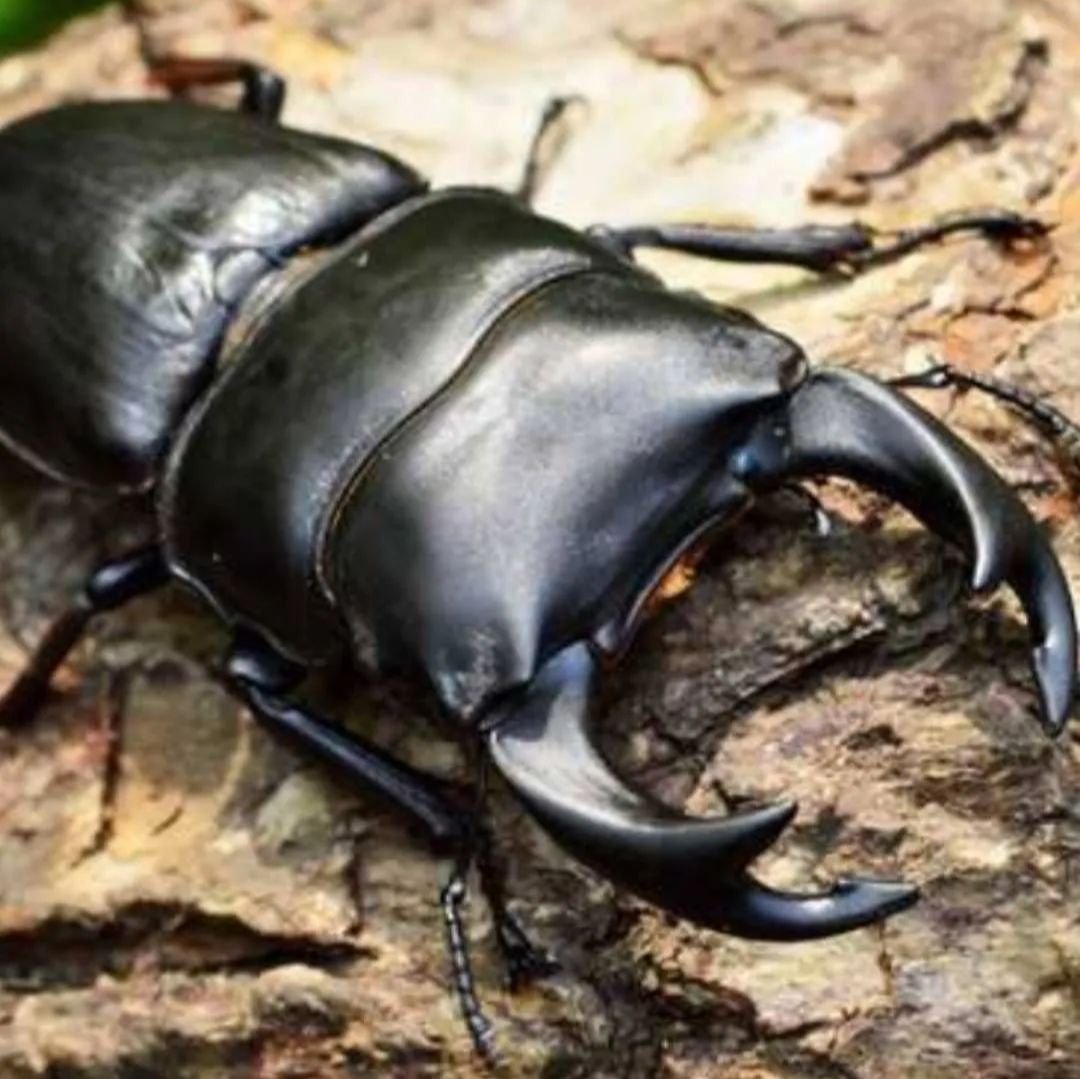 クヌギ朽木粉砕マット【10リットル】クワガタ幼虫の餌