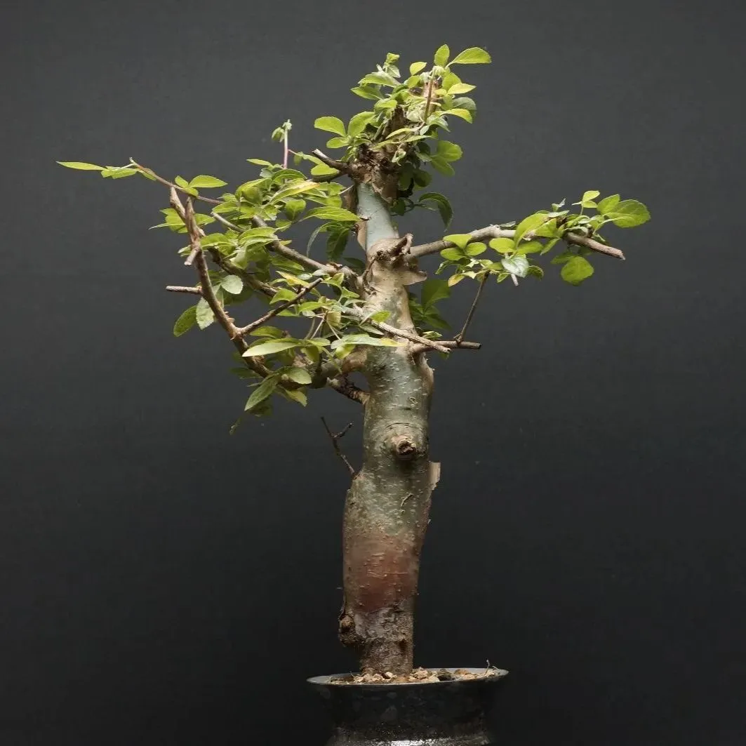 2025年最新】コミフォラ ホルトジアナの人気アイテム - メルカリ