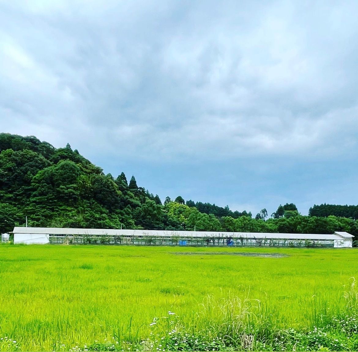 中玉サイズ?平飼いもみじ玉子90コ