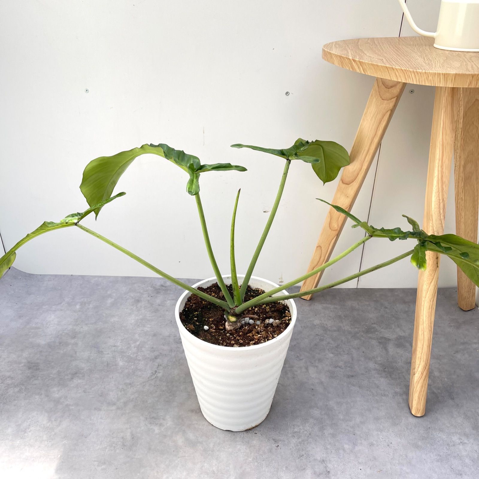 フィロデンドロン　ジョーピー　1【現品】☆希少☆ 観葉植物　室内 フィロデンドロン ジョーピー 1【現品】☆希少☆ 観葉植物 室内