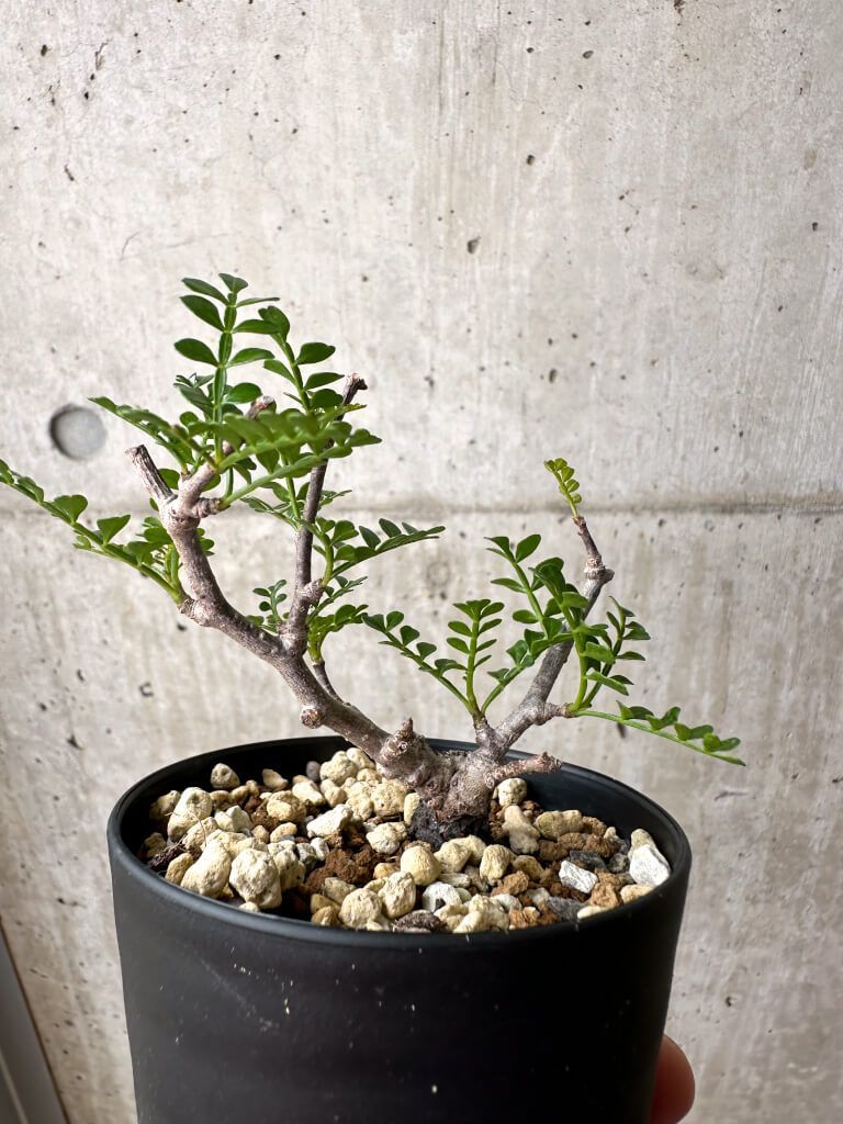 414】 塊根植物 オペルクリカリア パキプス Operculicarya pachypus