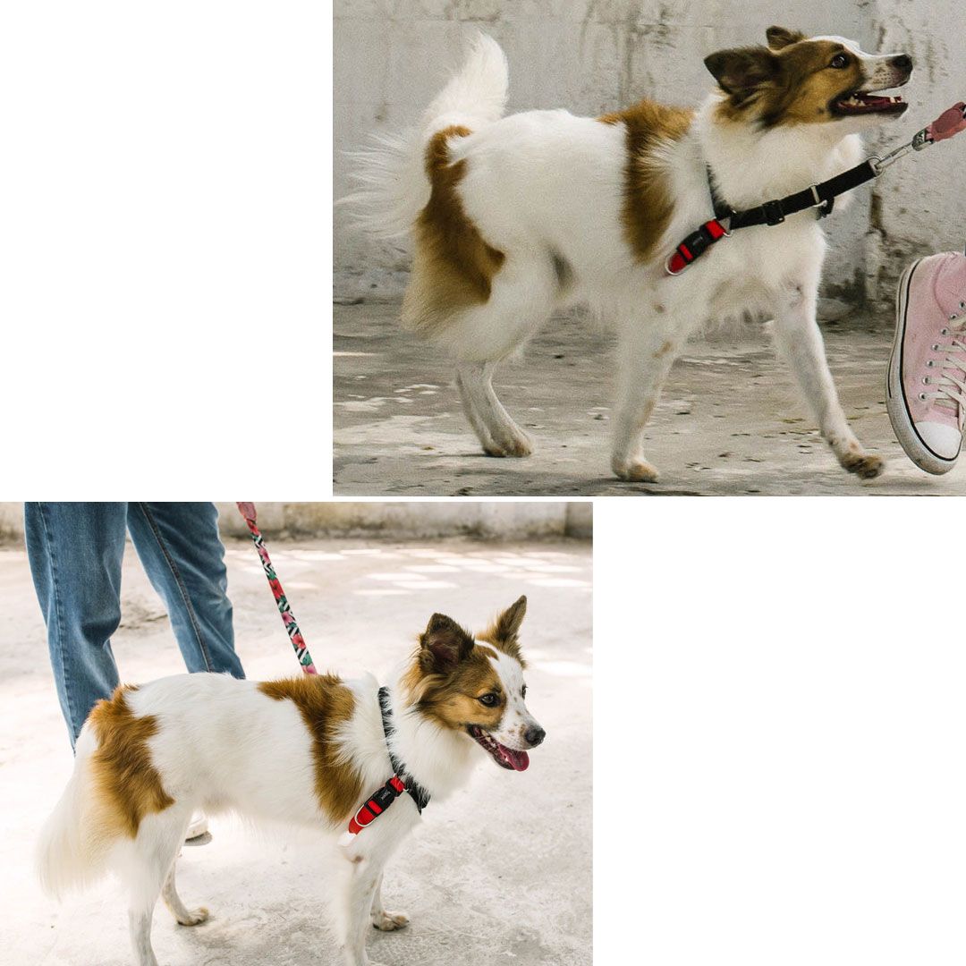 いし犬 Amazon.co.jp: JIANEEXSQ 12インチ リアルなセントバーナード犬