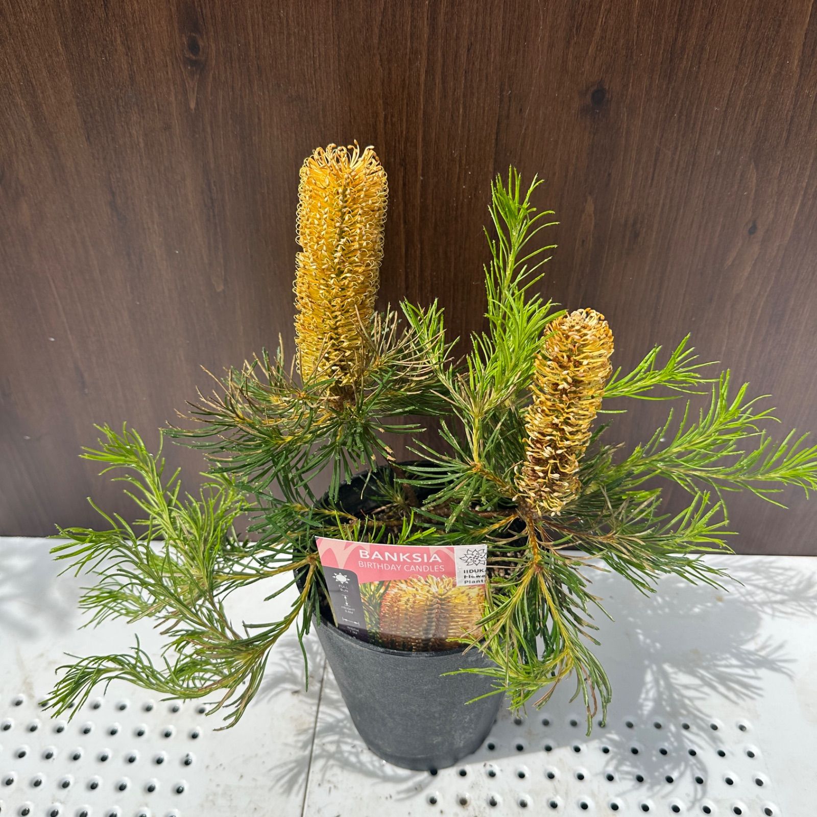 現品発送 ④ バンクシア バースデーキャンドル 5号 花芽付き オージープランツ ④