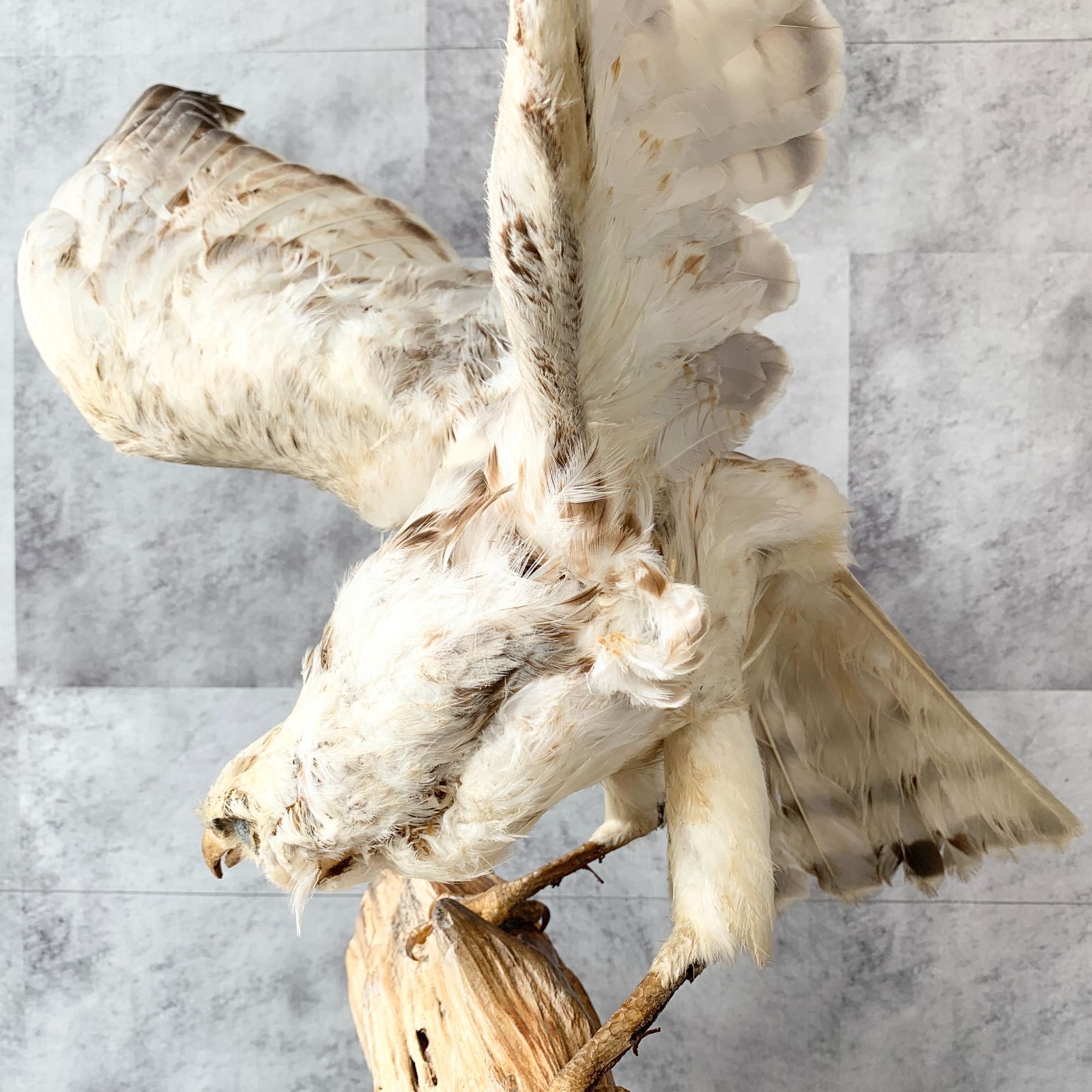 タカ　剥製　美品 本州送料割あり】白鷹 松上鷹 タカ 剥製 動物 置物 飾り物 鑑賞