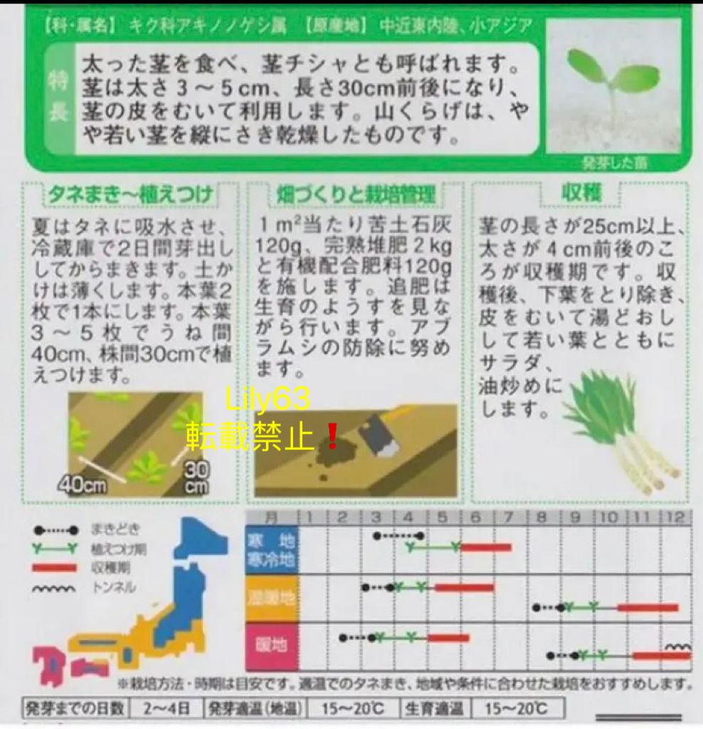 山クラゲの種100粒！茎レタス栽培｜秋・春 - メルカリ