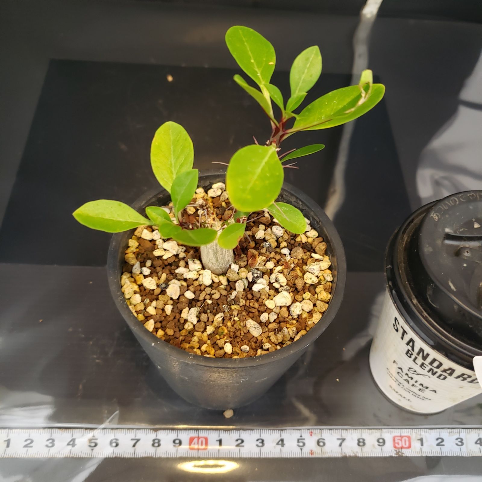 noriki様 国内実生30年以上物 フォークイエリア ファシクラータ 2頭