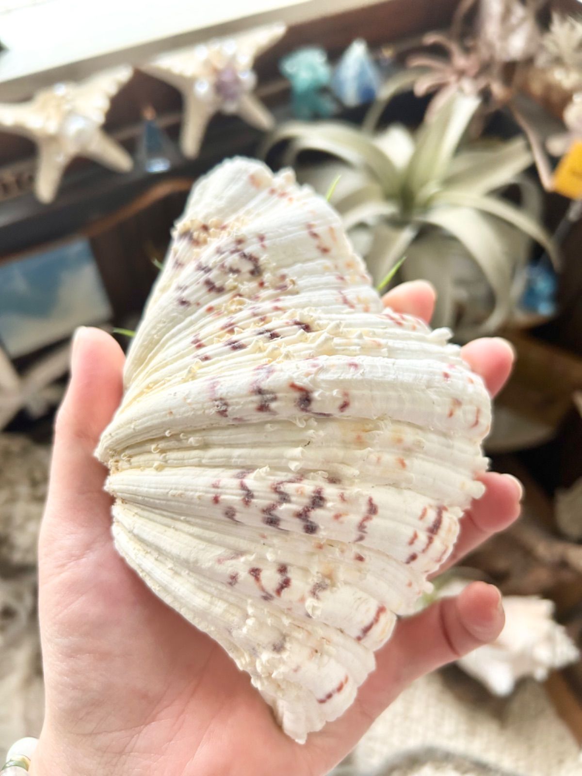 5-65 貝殻インテリア 風水パワーストーン シャコガイ シャゴウガイ