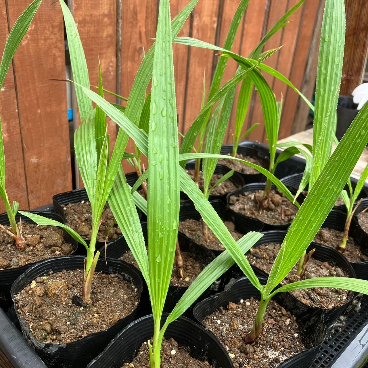 ワシントニア・フィリフェラ　抜き苗【1】 抜き苗】50本 ワシントンヤシ ワシントニア フィリフェラ Washingtonia