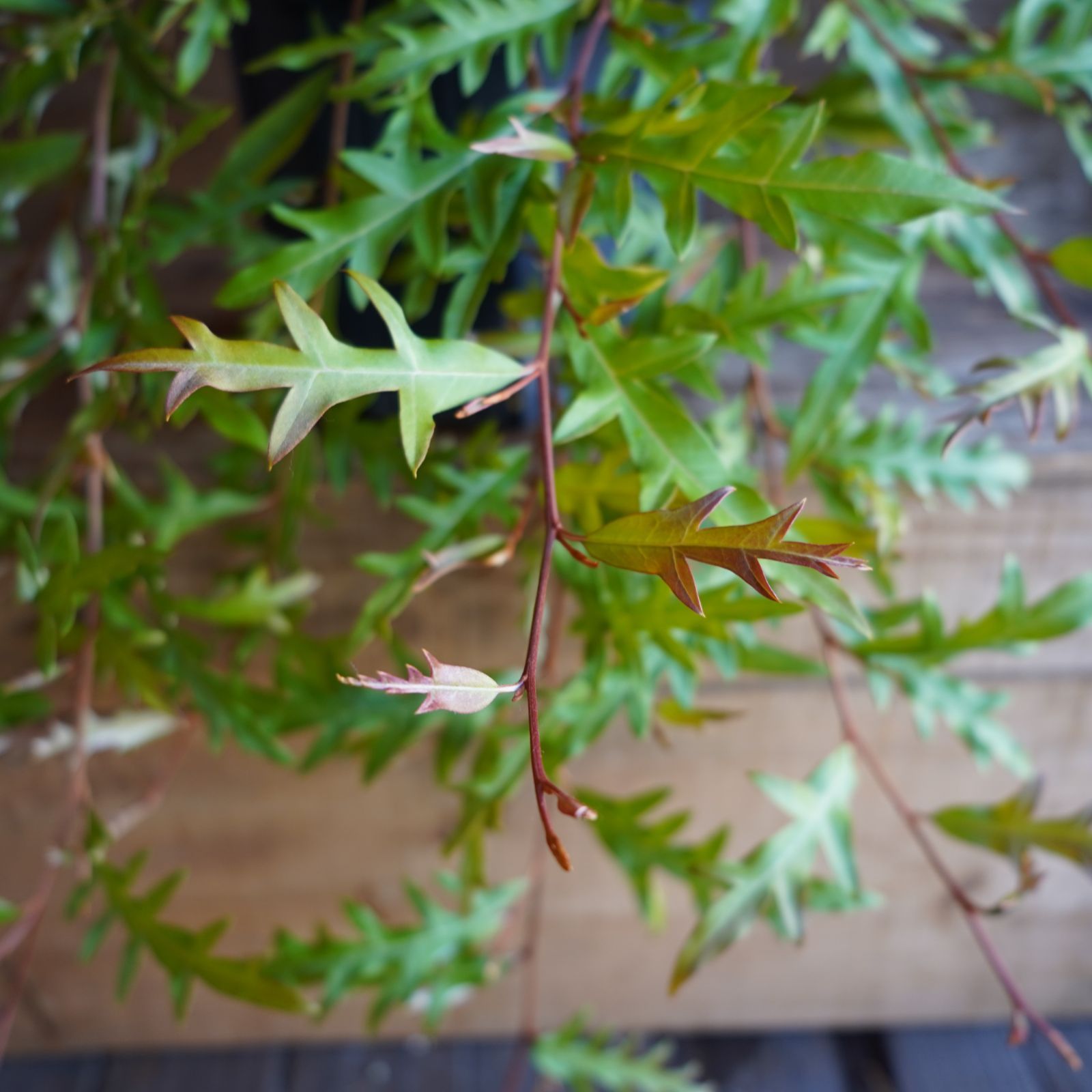 グレビレア ”プーリンダロイヤルマントル” オージープランツ 現物発送