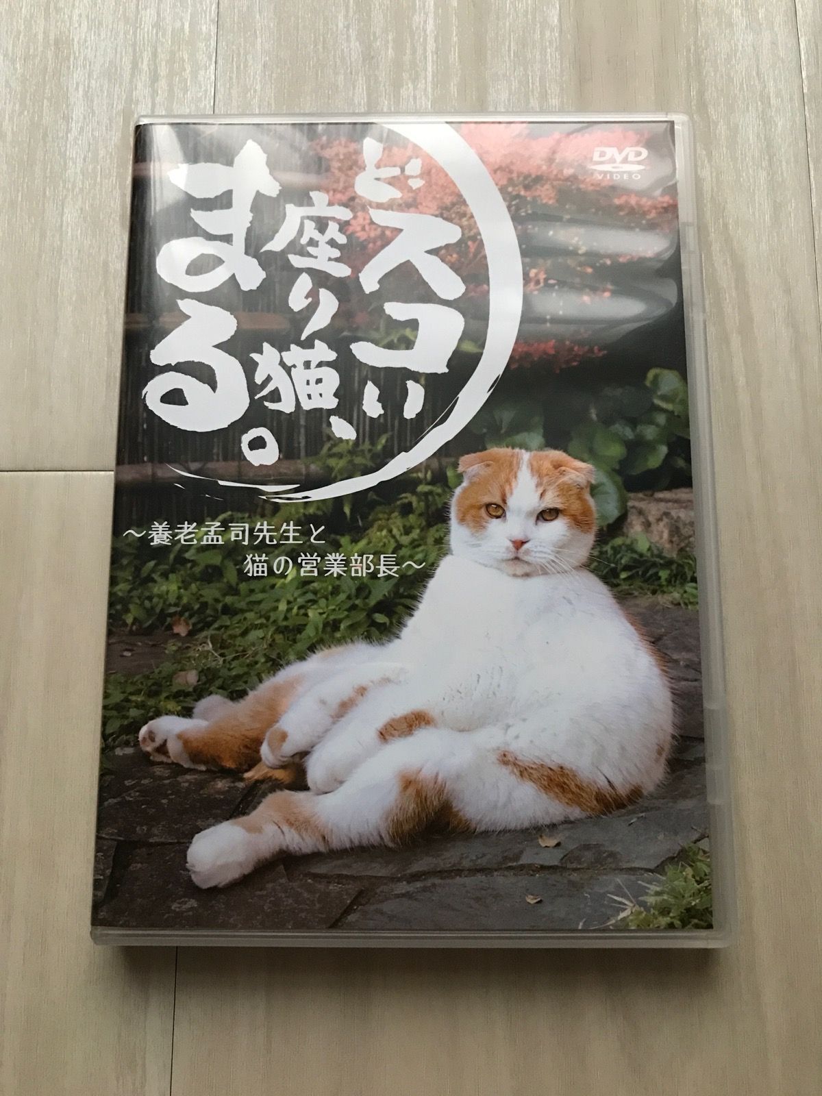 どスコい座り猫、まる。～養老孟司先生と猫の営業部長 [DVD] - DVD 