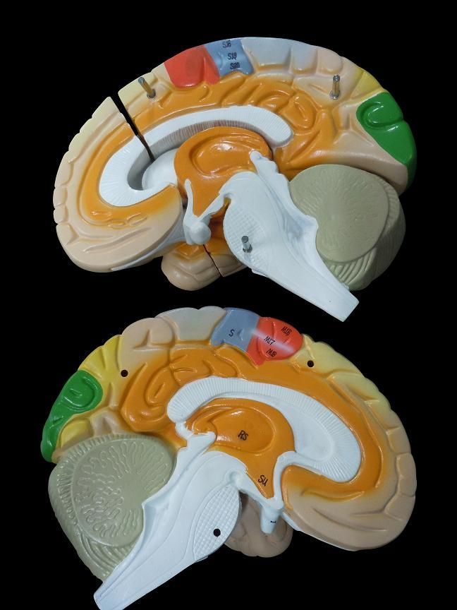 ポルノグラフィティ 人体模型 ポルノグラフィティ 人体模型 脳 模型 2