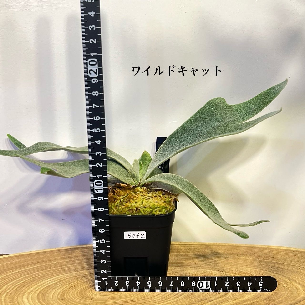 ビカクシダ 2種セット｜ワイルドキャット＆ウィリンキー 胞子培養 育て 