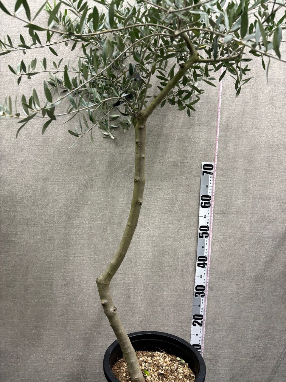 新規入荷【現品】オリーブ8号 創樹 souju ペンドリーノ 黒鉢 管理番号