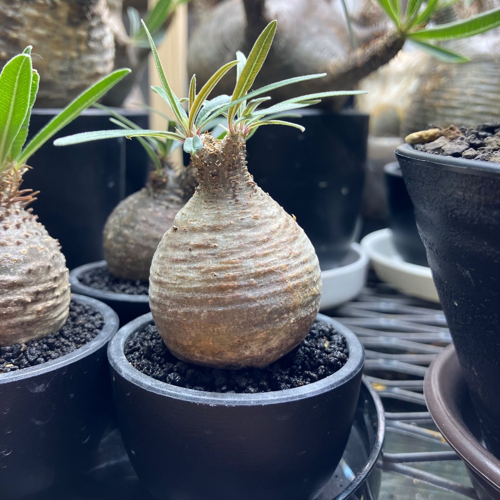 高い品質 パキポディウムグラキリス現地球激レアピンポン球 植物/観葉