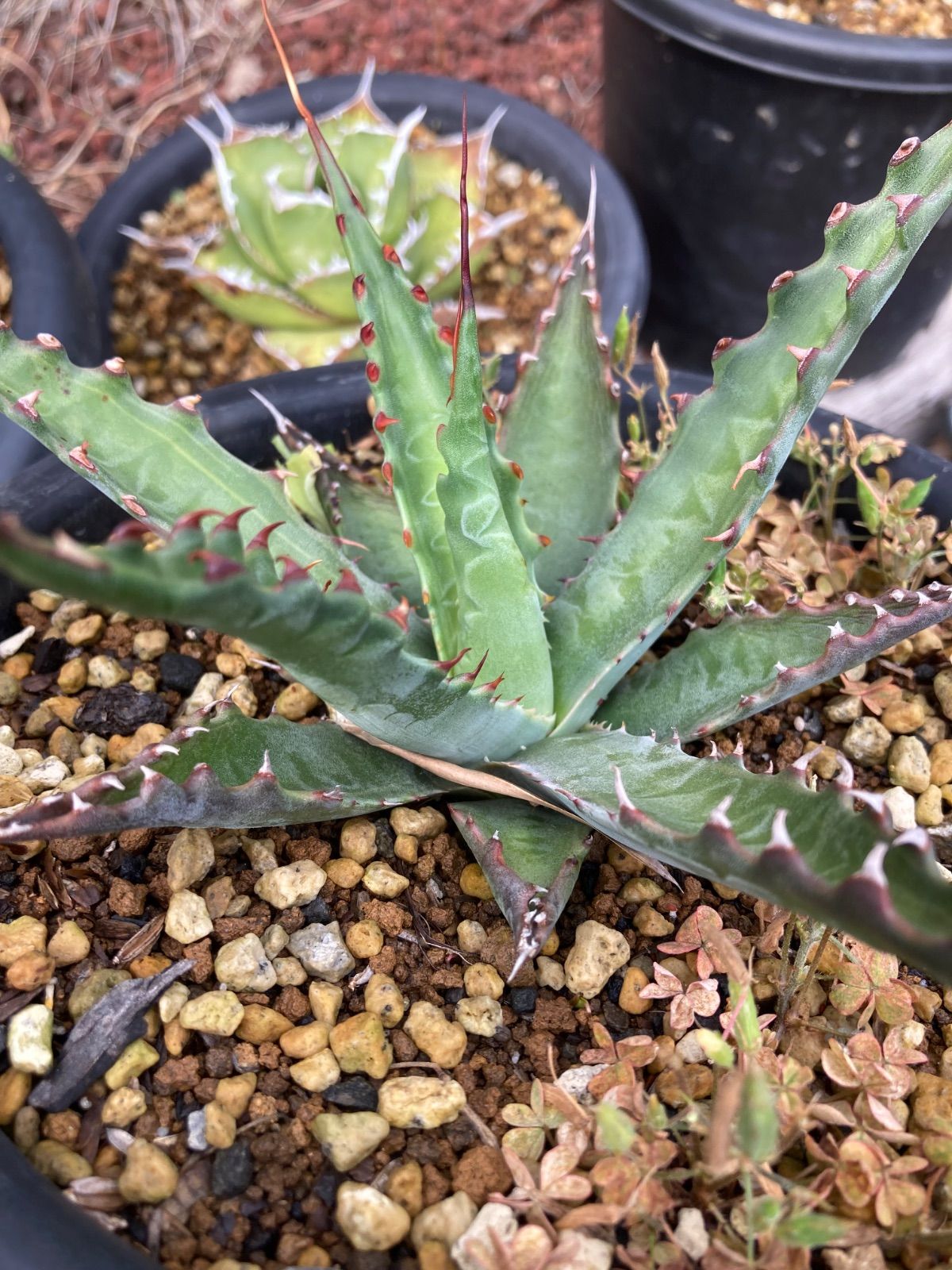 Agave gentryi “Jaws” アガベ ジェントリー “ジョーズ” アガベ