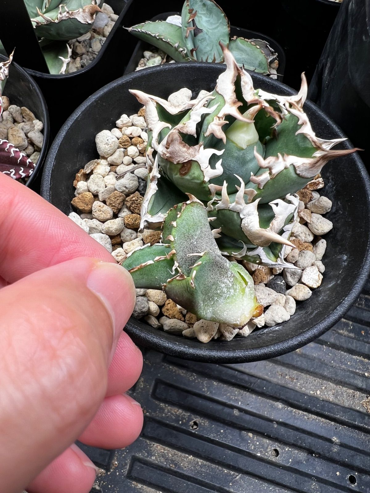 アガベ CJ Special NS No.3（発根済み） - メルカリ