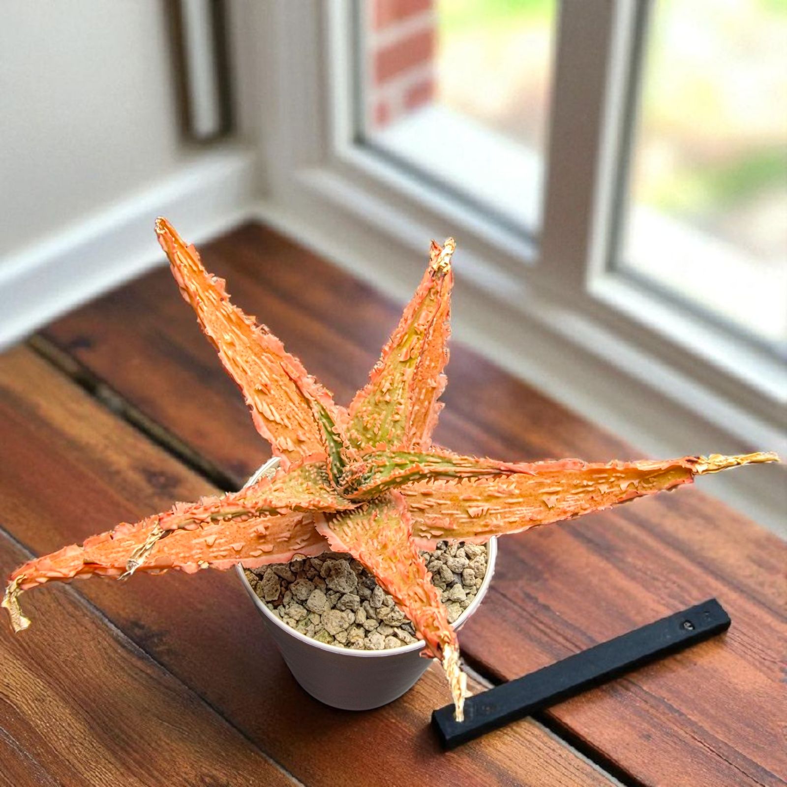 極上美株】アロエ ザ・コア ハイブリッド (Aloe 'THE CORE' HYBRID