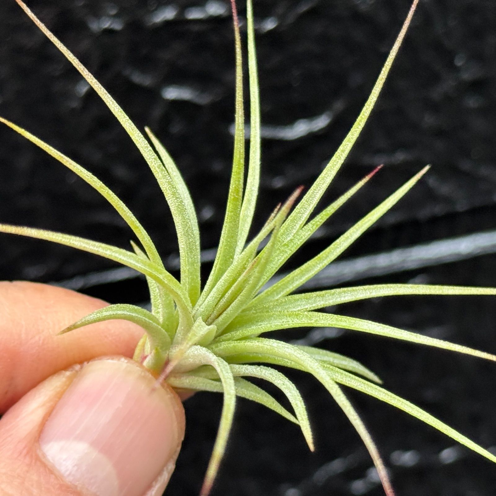 チランジア イオナンタ ファットボーイ Tillandsia ionantha Fat Boy