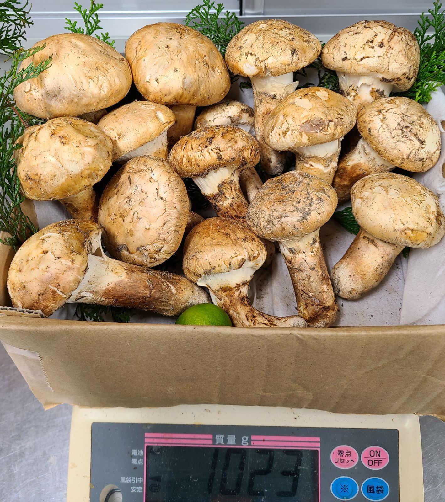 カナダ産 2L大 天然 つぼみ松茸 約1kg 等級1 5～15本