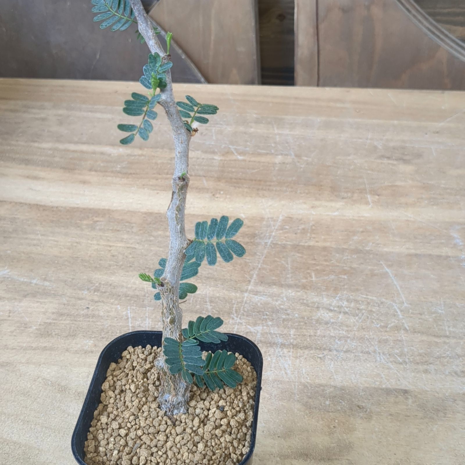 センナメリディオナリス 【 実生 】鉢のまま発送 C - メルカリ