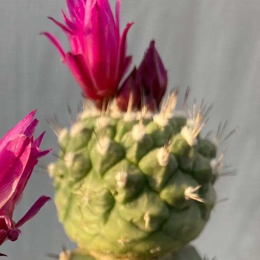 サボテン 赤花菊水