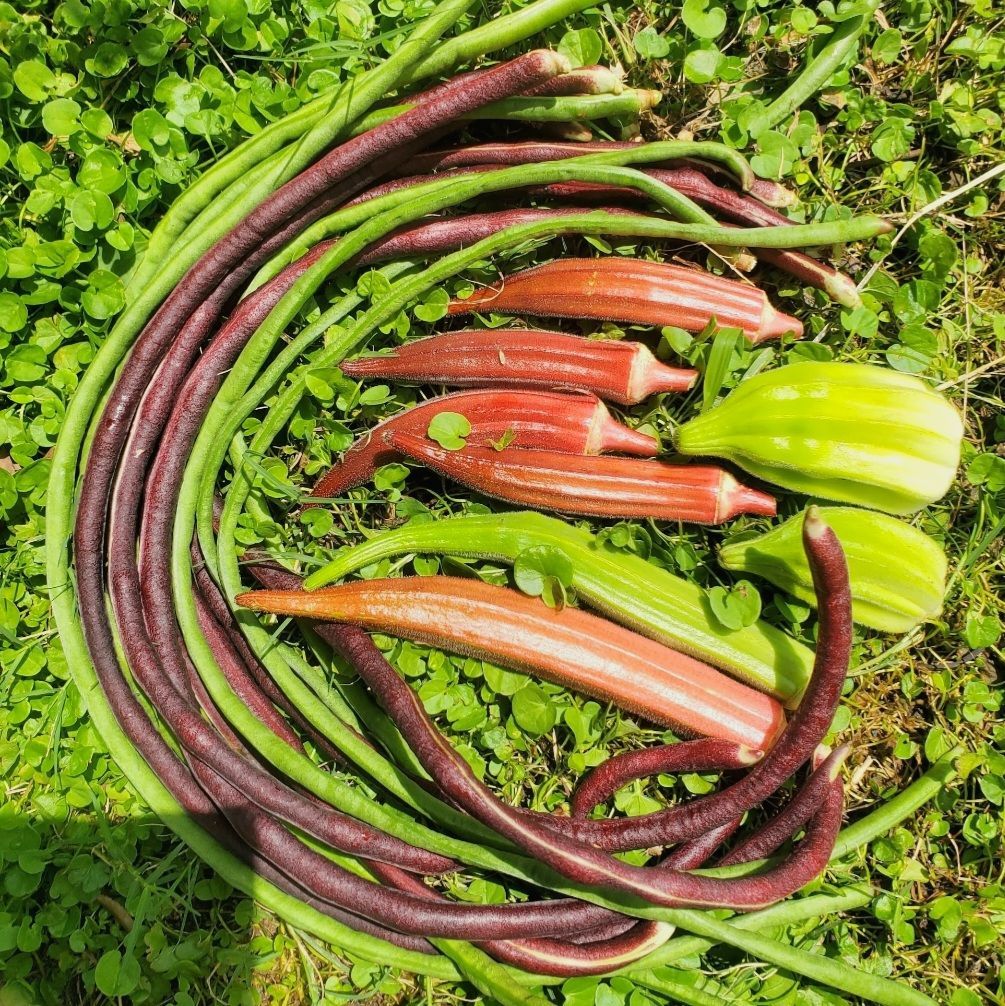 サボイキャベツの種(固定種・Savoy cabbage) - メルカリ