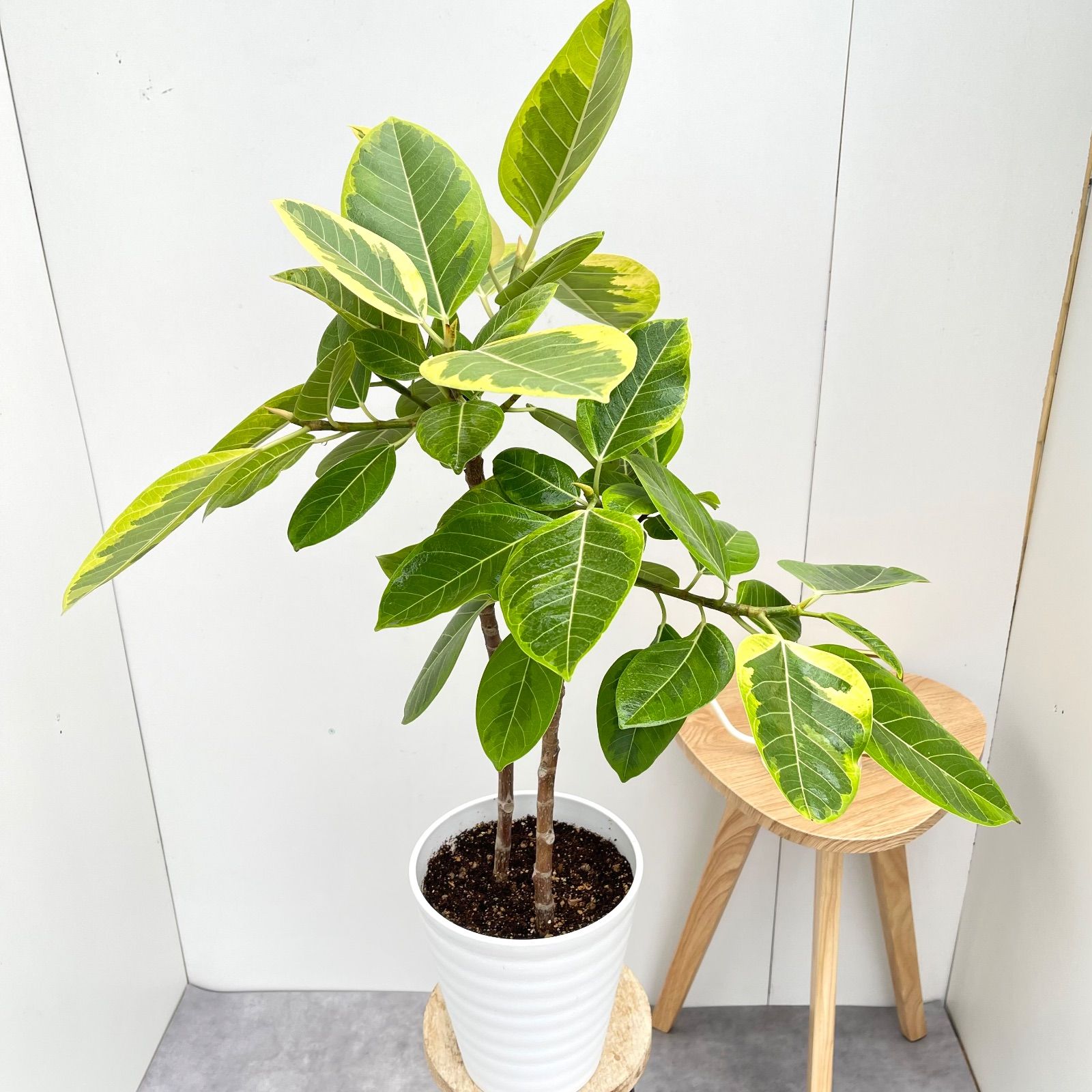 フィカス アルテシマ 2本植え 3【現品】観葉植物 室内 7号 - メルカリ